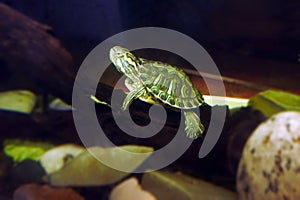 Turtle on the watter lookup