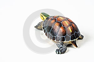 Turtle on white background