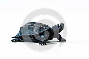 Turtle on white background