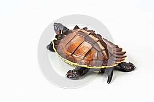 Turtle on white background