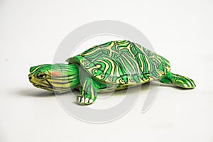 Turtle on white background