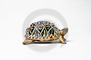 Turtle on white background