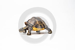 Turtle on white background