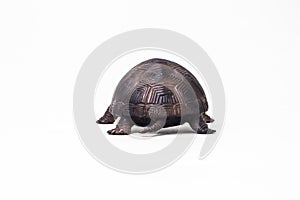 Turtle on white background