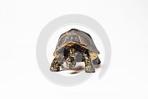 Turtle on white background