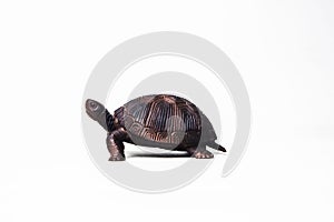 Turtle on white background
