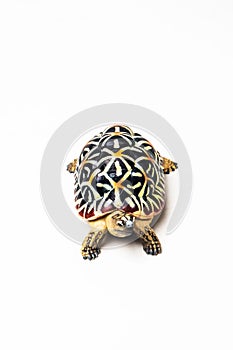 Turtle on white background