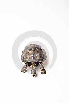 Turtle on white background