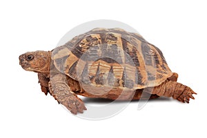 Turtle photo