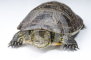 Turtle on a white background