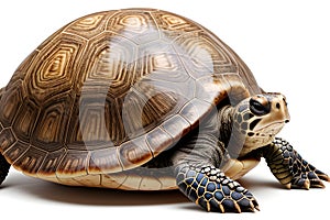 Turtle on a white background, for cutting and pasting.