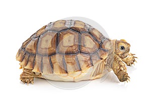 Turtle on white background