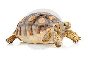 Turtle on white background