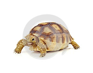 Turtle on white background