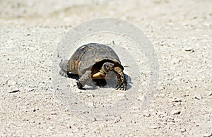 A turtle on a white gravel road