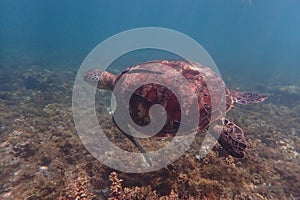Turtle wildlife sealife green tortue reptile underwather