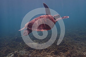 Turtle wildlife sealife green tortue reptile wildlife underwather