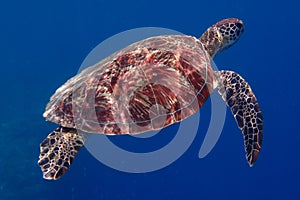Turtle wildlife sealife green tortue reptile wildlife underwather dive snorkeling fish Amazing moment