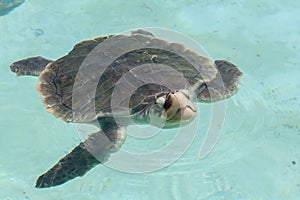 Turtle Xcaret Mexico