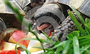 Turtle zelenavÃ¡ Testudo hermanni
