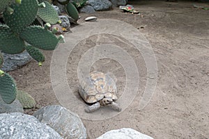 Turtle at the zoo