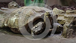 Turtle in zoological garden