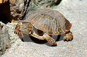 Turtle1