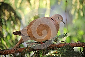 Turtledove