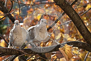 Turtledove