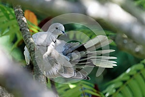 Turtledove