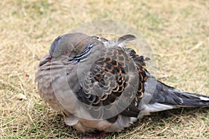 Turtledove