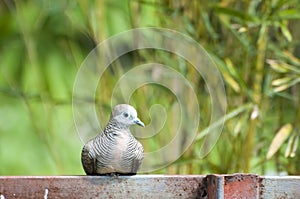 Turtledove