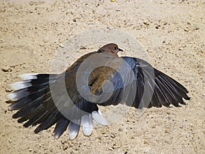 Turtledove on the beach