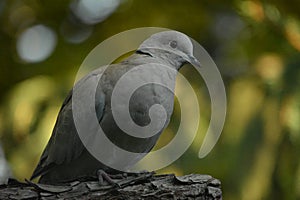 Turtledove bird sitting on a branch in nature