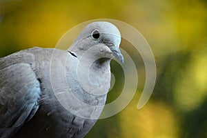 Turtledove bird sitting on a branch in nature