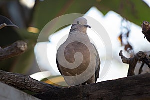 Turtledove - Columbidae