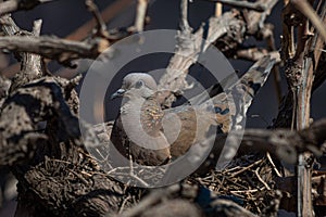 Turtledove - Columbidae