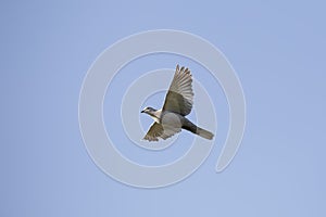 Turtledove in flight