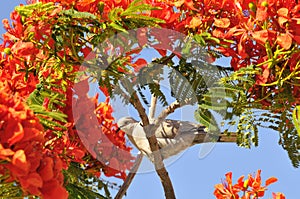 Turtledove in a flowering tree