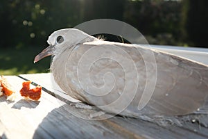 Turtledove fluffs its feathers to keep warm