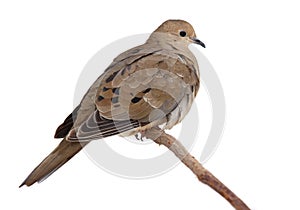 Turtledove fluffs its feathers to keep warm