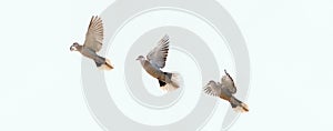 Turtledove fly away from nest