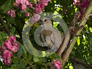 Turtledove in a rosebush