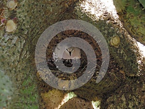 Turtledove seeks protected protection in the middle of the cactus`s foot . photo