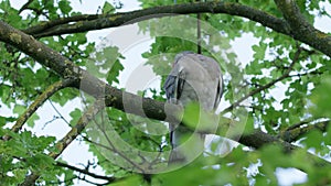 Turtledove on the tree branch