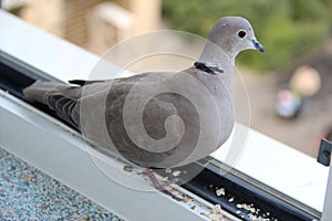 Turtledove