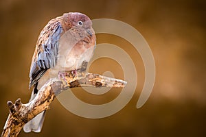 Turtledove wild in the zoo