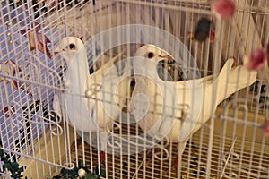 Turtledoves in the cage