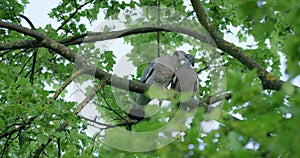 Turtledoves kissing on the tree