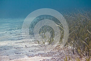 Turtlegrass Seagrass off Florida Keys photo